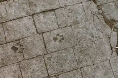 Animal paw prints on tiled surface | Charleston Concrete